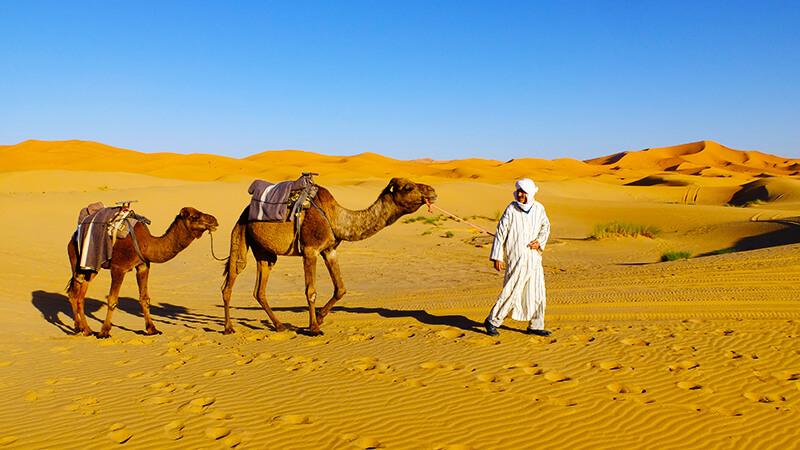 kameel2 (2).jpg